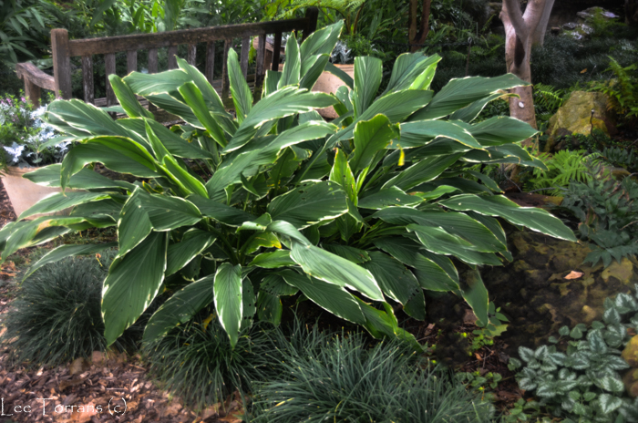 Hostas Fern Garden