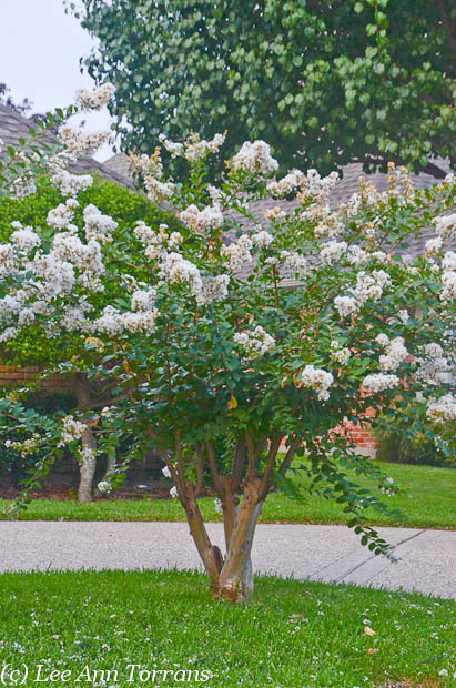 Trimming Your Crape Myrtle