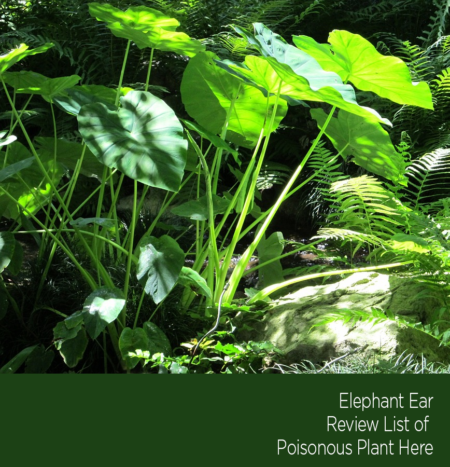 Poisonous Trees and Plants - Lee Ann Torrans