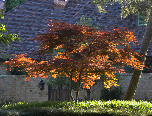 Japanese Maple – Lee Ann Torrans Japanese Maple – Lee Ann Torrans