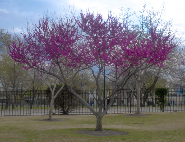 Redbuds and Oklahoma Red Bud – Plant Now!