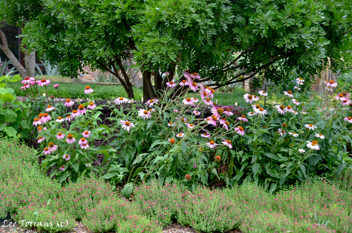 Purple Cone Flower and Salvia Greggii both June blooming perennials in Texas.