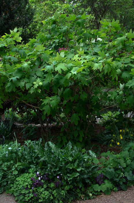 Texas Shrubs Loropetalum and Oak Leaf Hydranbes