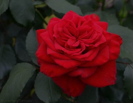 Top Ten Texas Roses – Lee Ann Torrans