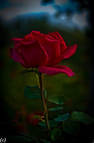 Top Ten Texas Roses – Lee Ann Torrans